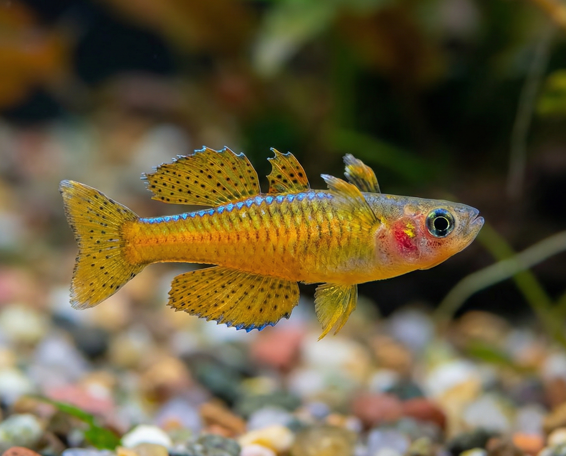 Pseudomugil ivantsoffi (Ivantsoff's Blue Eye)